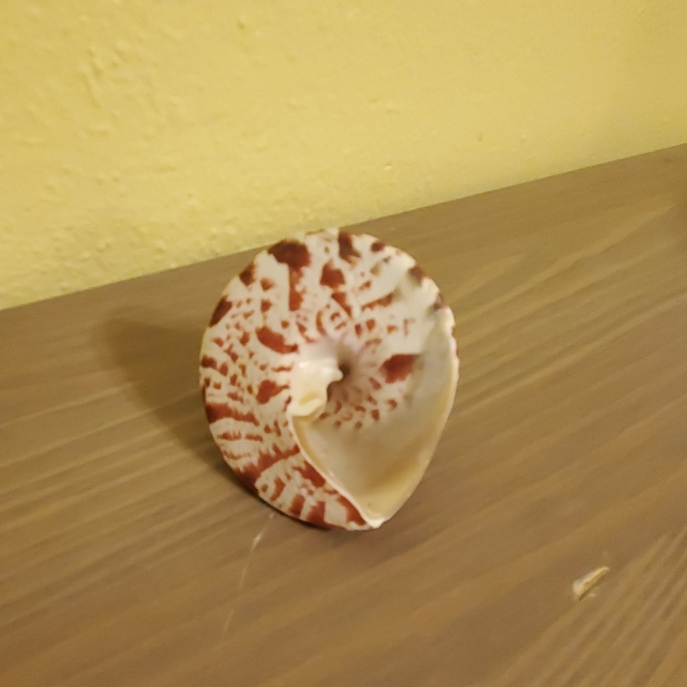 Seashell - Picture 2 of 4